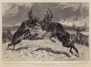 Los rivales, una batalla real entre dos ciervos de Terranova